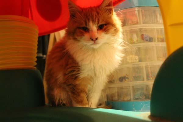 Mõlemad kassid on nüüd hea tervise juures. AIDAKEM ALATI ABIVAJAJAID!