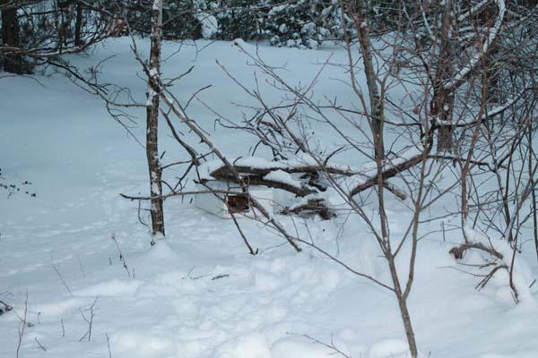Ta nägi, et midagi oli metsas lume sees