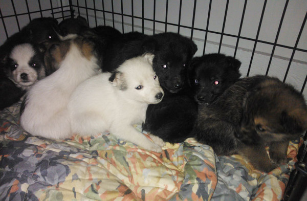 Mees helistas kohale päästjad, kes tulid kiiresti kohale. Koerad kartsid inimesi, sest nad polnud kunagi inimesi kohanud.