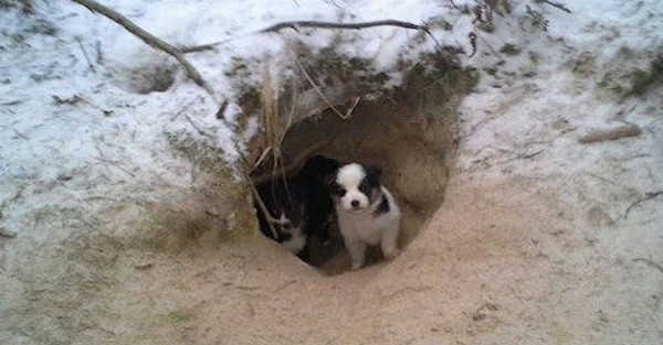 Mees läks augu juurde ja sisse vaadates leidis sealt külmast värisevad koerakutsikad. Augu ääred olid libedad ning kutsikad ei saanud sealt välja