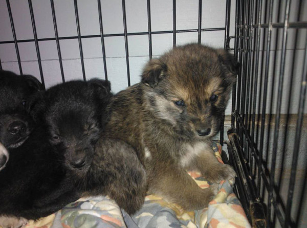 Õnneks mees käitus õigesti ning tänu temale on need koerad elus. Loomaarst ei mõistnud, kuidas koeraema oli suurnud neid elusana hoida.