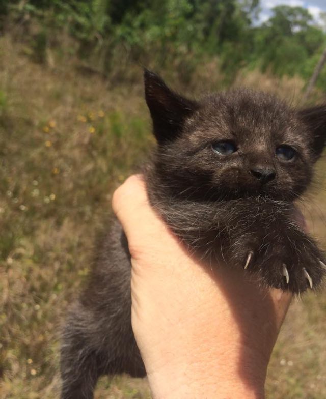 Kassipojad anti edasi loomade hoiupaika, kus nad saavad kosuda ja natuke suuremaks kasvada. Kui nad on piisavalt siis otsitakse neile päris oma kodud ja peremehed.