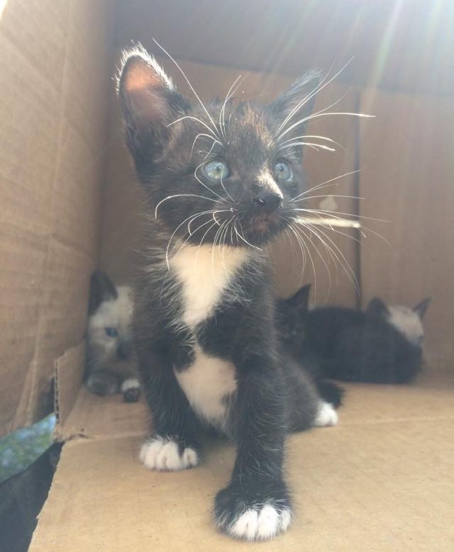 Kuumus ei olnud kassipoegasid veel tapnud. Politsei jõudis õigel ajal.