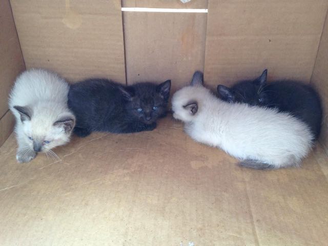 Loodetavasti saavad siis parema pere kui see, kes neid maanteele surema jättis.