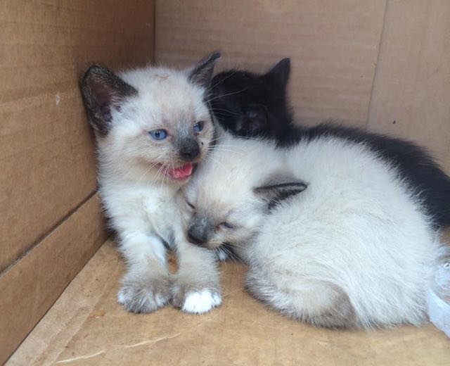 Nad jäid seisma ja vaatasid kasti sisse. Keegi oli kasti sisse pannud 4 kassipoega. Väljas oli 30 kraadi sooja. Keegi oli lihtsalt toonud kassipojad siia surema.