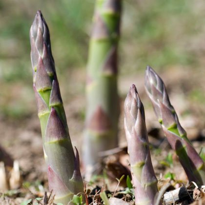 Spargel on üks parimaid looduslikke artereid puhastavaid toiduained, mis on meile kättesaadav. Sparglil on võime töötada 100 000 miili pikkustes veenides ja arterites survet vähendades, seega laseb spargel kehal paremini kohaneda aastate jooksul kogunenud põletikega. Samuti aitab spargel võidelda surmava verehüübega.