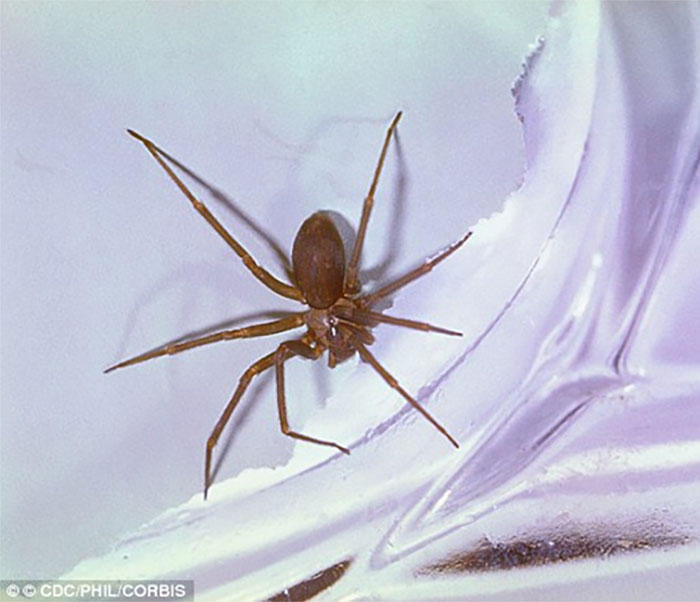 Pruunid erakämblikud on tavaliselt pruunid või hallid ja tüüpiliselt kuus kuni 20 millimeetrit pikad, nende ämblike selja peal võib olla viiulit meenutav sümbol.